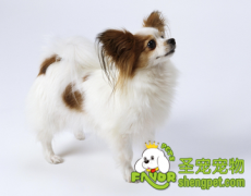 托运狗狗需要注意什么