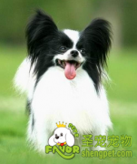 托运宠物店要注意什么