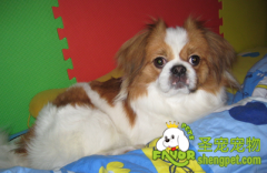 过量的微量元素对狗狗有什么危害