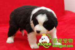 训练幼犬要注意什么