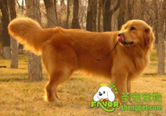 给金毛吃鸡肝有什么危害