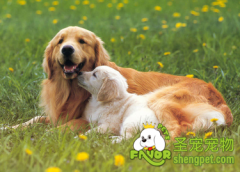 带狗狗去医院要注意什么