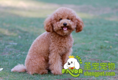 狗狗在特殊时期的护理