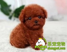 幼犬在换牙是要注意什么