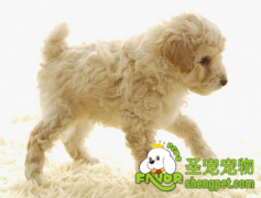 狗狗怎么预防皮肤病