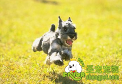 雪纳瑞幼犬怎么养