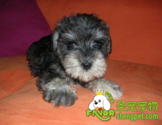 护理幼犬要注意哪些