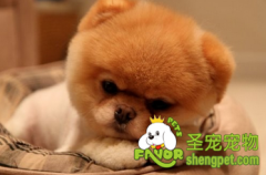 怎么判断狗狗的产期