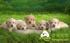 宠物狗类圆线虫病的预防