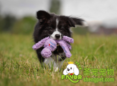 狗狗所必备的营养物质