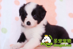 经常给狗狗吃零食好不好?