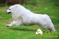 哪些道路适合老龄犬散步