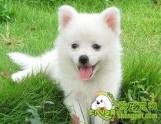 为什么狗的呼吸很粗重