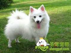 喂养狗狗所需注意的八点要求