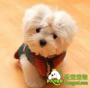 新生幼犬所需要的食物