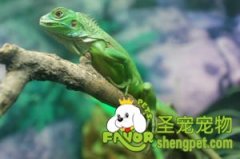 另类宠物存在的风险