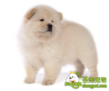 松狮犬的AKC标准