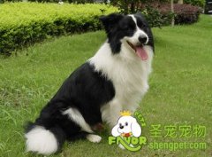 不同的狗所患的病也不同