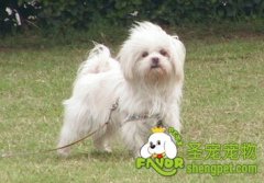 狗狗免疫失败的原因