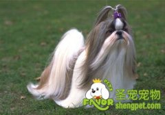 牛头梗常见的四种疾病