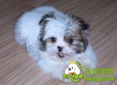 人们对狂犬疫苗的误区