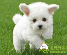 如何防止母犬产后低血糖