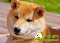 对狗狗有害的三种食物