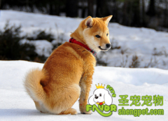 对狗狗致命的药物