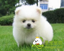 狗狗蜂窝织炎有什么症状