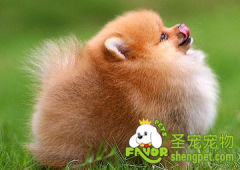 狗狗骨折怎么办