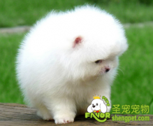 狗狗绝育有什么好处