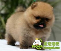 狗狗体内有虫的表现