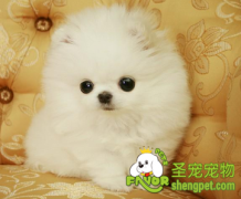 狗狗亚健康的六个表现