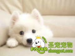 狗狗注射疫苗需要注意什么