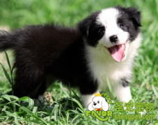 引起新购幼犬生病的原因