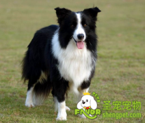 怎么让爱狗能益寿延年