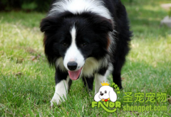 怎么预防狗狗的肠胃炎