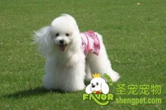 饲养贵宾需要必备的工具