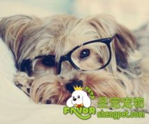 从宠物狗的睡姿了解它想表达的意思