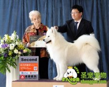 牵犬师（指导手）要注意着装问题