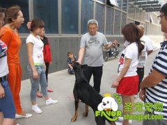 指导手牵犬时牵犬绳的使用方法