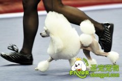 狗狗比赛需要准备什么