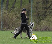 牵犬师是按照什么路线带狗狗行进的