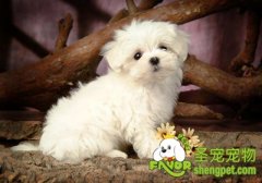 狗狗的健康状态取决遗传因子