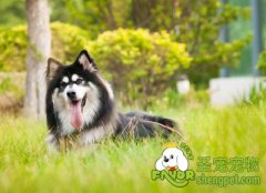 怎样给狗狗刷牙