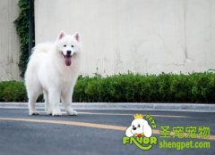 狗与狗之间的肢体语言