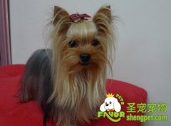 饲养约克夏犬的注意事项