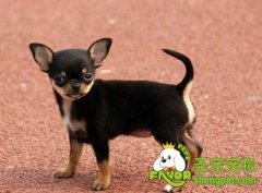 幼年狗狗咬手指的原因