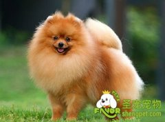 饲养博美犬的注意事项