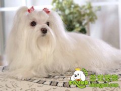 饲养玛尔济斯犬需要注意的事项